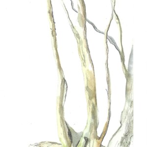 telier d'art esquisse adulte de Rambouillet -travaux sur la forêt 2017-7
