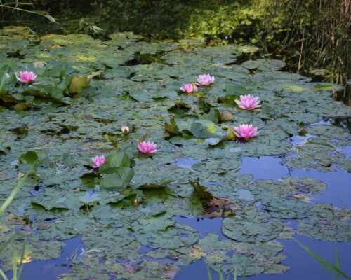 Stage adultes été 2019 11