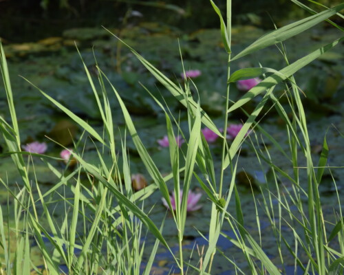 Stage adultes été 2019 13