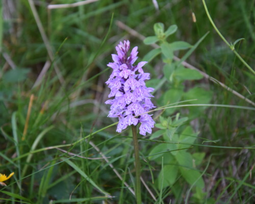 Stage adultes été 2019 32