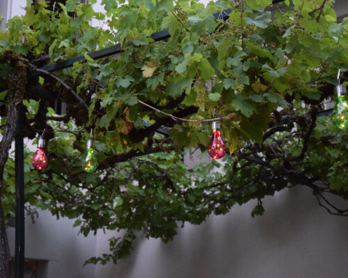 Stage adultes été 2019 20