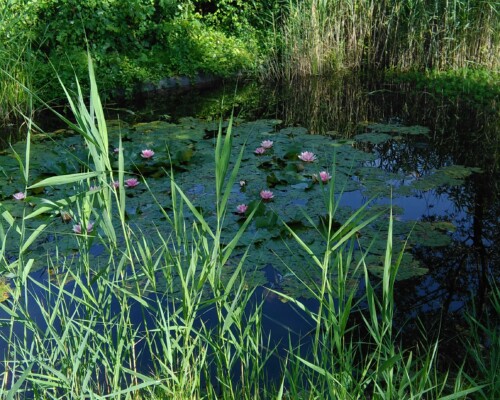 Stage adultes été 2019 9